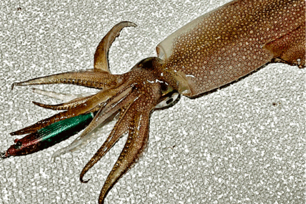 スッテを使ったイカメタルやエギを使ったオモリグで釣ります