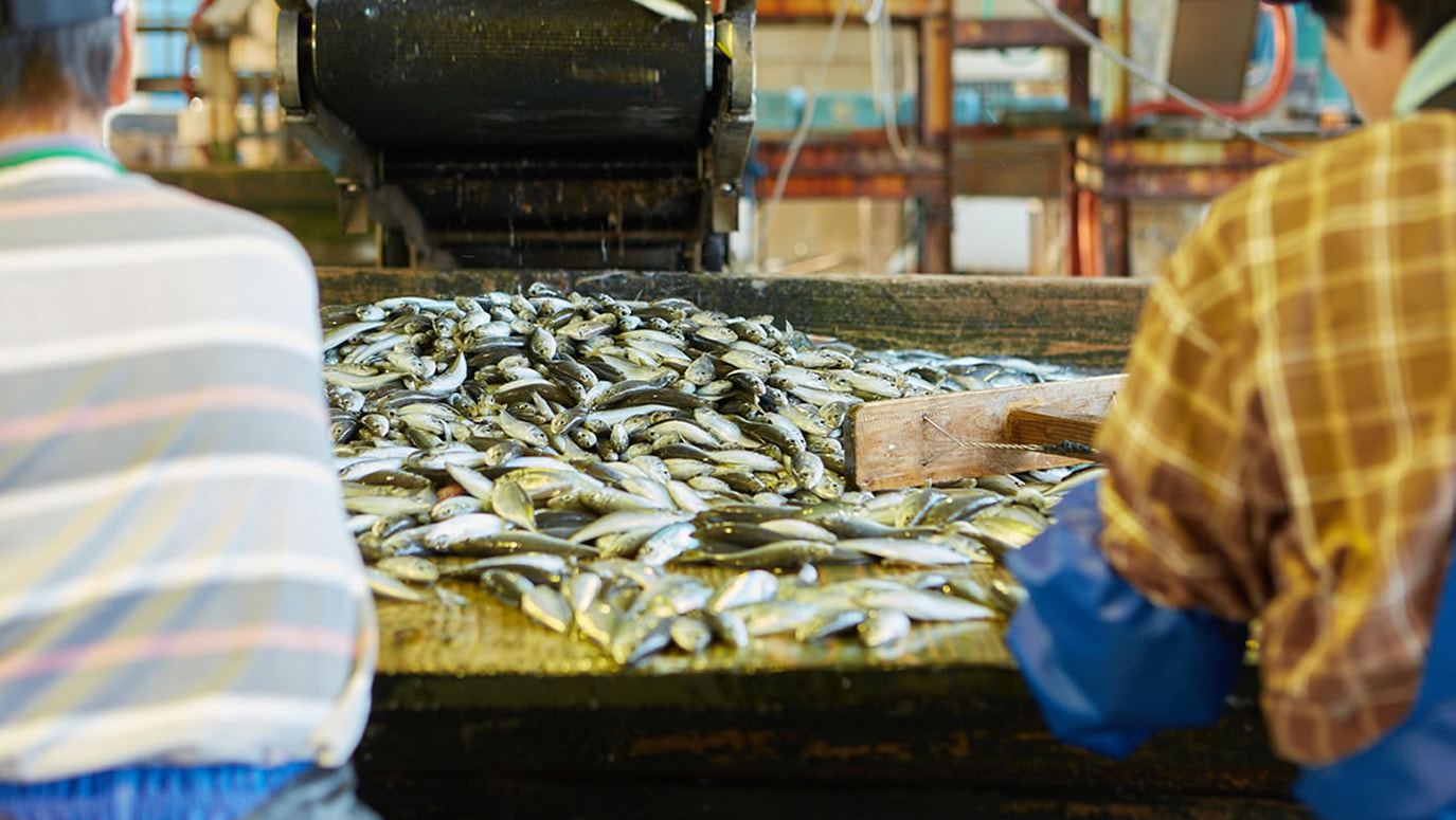 伊根湾で獲れた魚たち