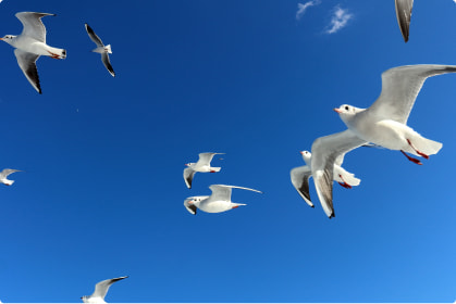 遊覧船サービスとしてのかもめのエサやり